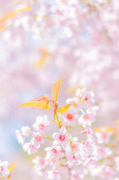 野生のヒマラヤの桜の花と森林の春の枝