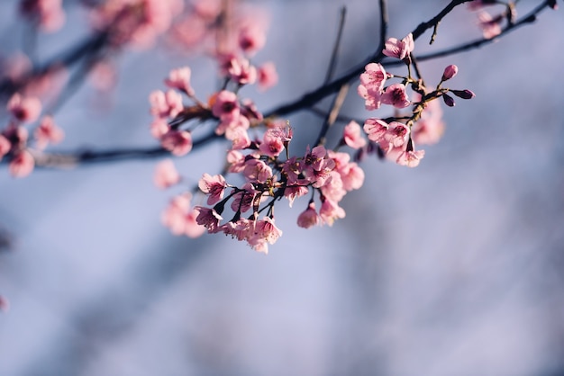 Wild Himalayan Cherry Blossom, mooie roze sakura bloem op winterlandschap