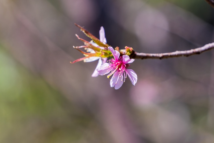 Photo 春季的喜马拉雅野<unk>花