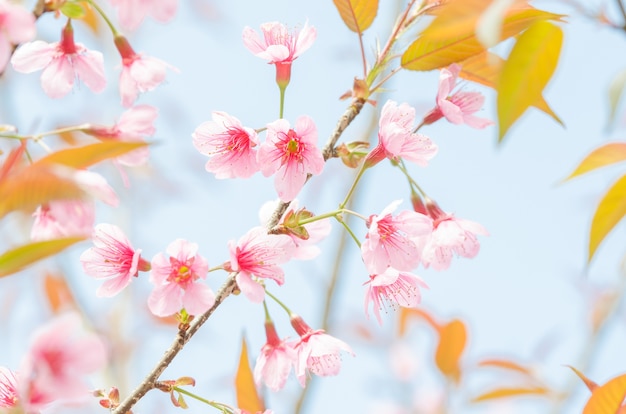 野生のヒマラヤの桜、青空の上