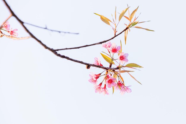 写真 ヒマラヤの野生の桜の花 春の季節 プルーヌス・セラソイド ピンクのサキュラの花 白い背景に孤立した