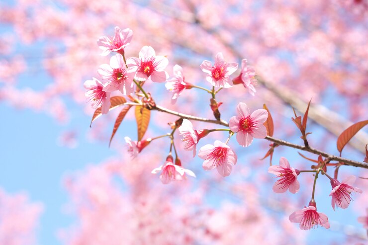 春に咲く野生のヒマラヤ桜、Prunus cerasoides、ピンクの桜の花の背景