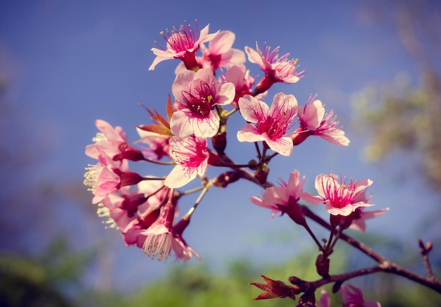 春の野生のヒマラヤザクラ、ヒマラヤザクラ、背景のピンクの桜の花