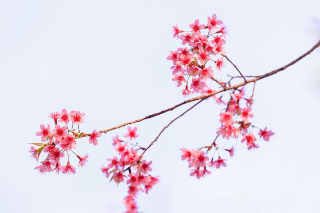 ヒマラヤの野生の桜の花 春の季節 プルーヌス・セラソイド ピンクのサキュラの花 白い背景に孤立した