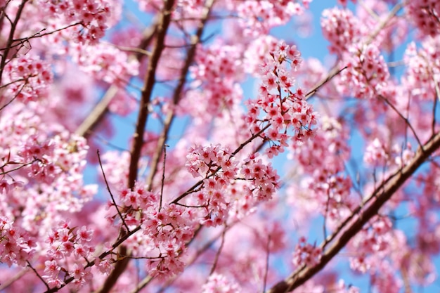 Дикая гималайская вишня цветет весной (Prunus cerasoides)