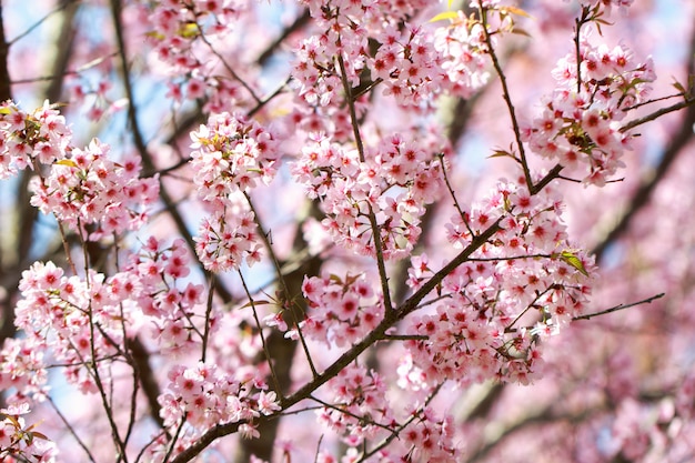 Дикая гималайская вишня цветет весной (Prunus cerasoides)