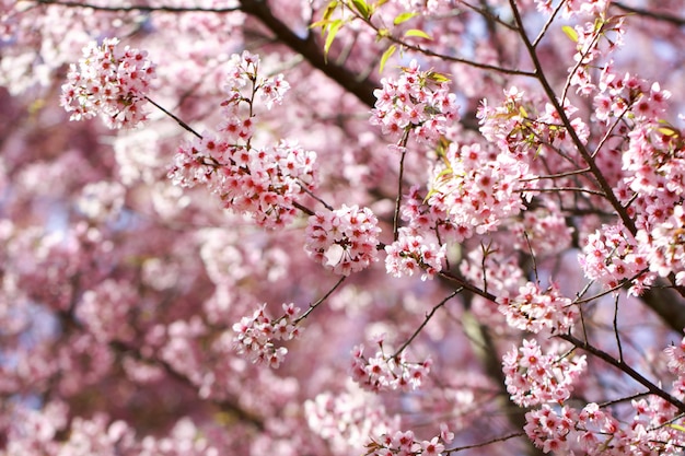 春の季節の野生のヒマラヤ桜