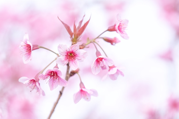 Wild Himalayan Cherry at Phu Lom Lo  Northern Thailand