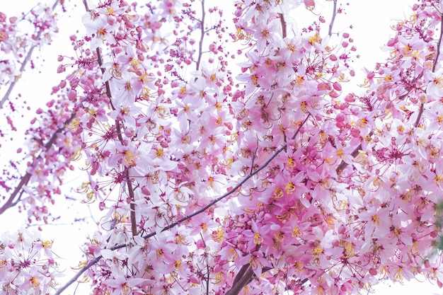 Wild Himalayan Cherry Prunus cerasoides blooming on white background 