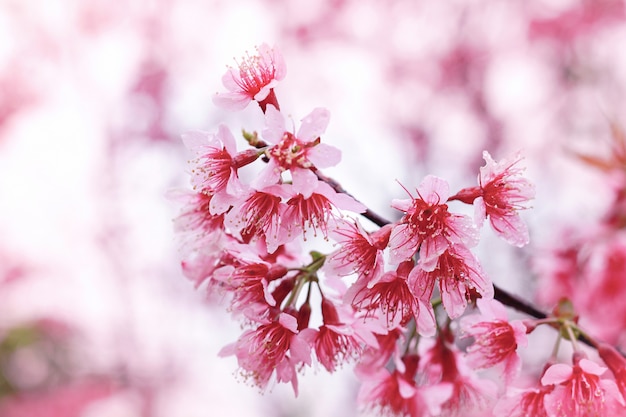 写真 野生のヒマラヤ桜の桜の木