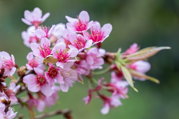 Wild Himalayan Cherry sakura flower