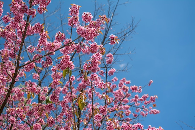 Wild Himalayan Cherry or Sour cherry Prunus cerasoides with blue sky Royal agricultural Research Center Khun Wang located in Chiang Mai province