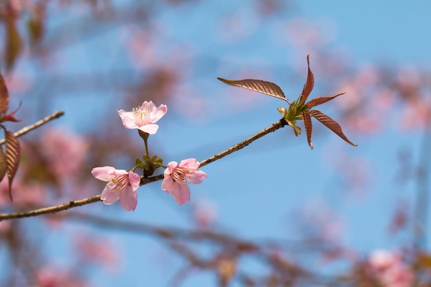 Wild Himalayan Cherry spring blossom with blue sky background