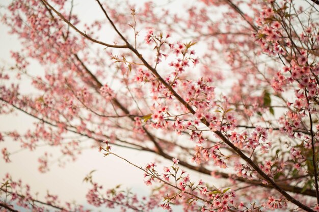 Wild himalayan cherry on tree in Chiang Mai province Thailand