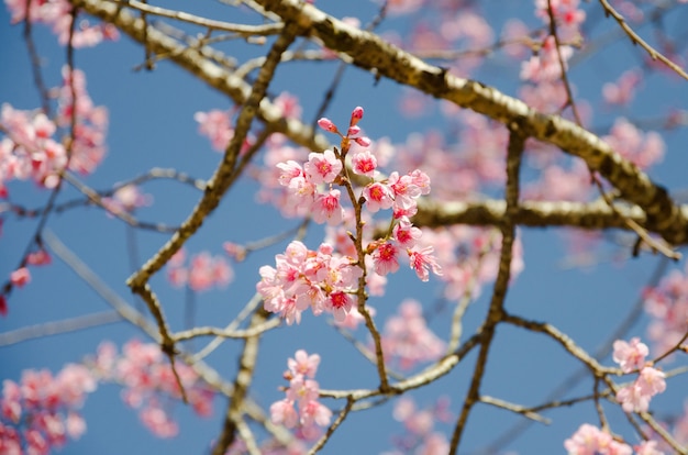 Wild Himalayan Cherry tree