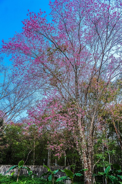 Wild Himalayan cherry 