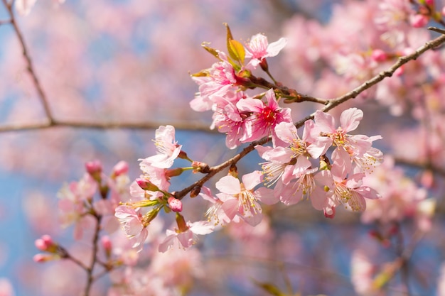 Wild Himalayan Cherry 