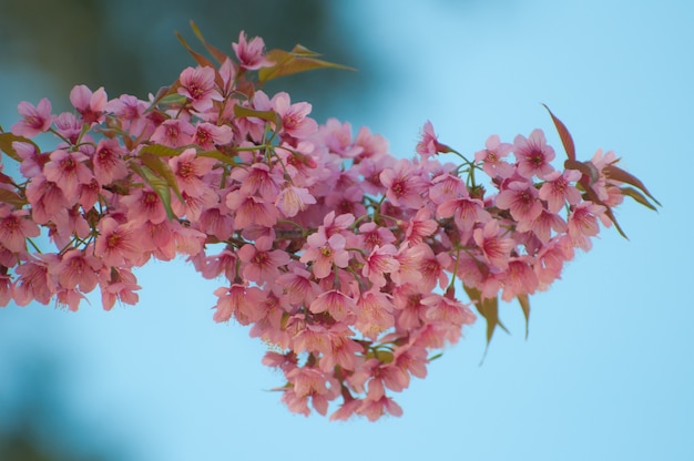 Wild himalayan cherry