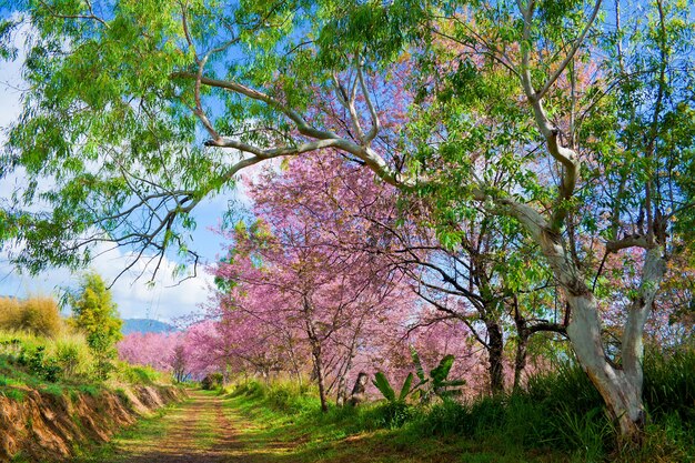 Photo wild himalayan cherry