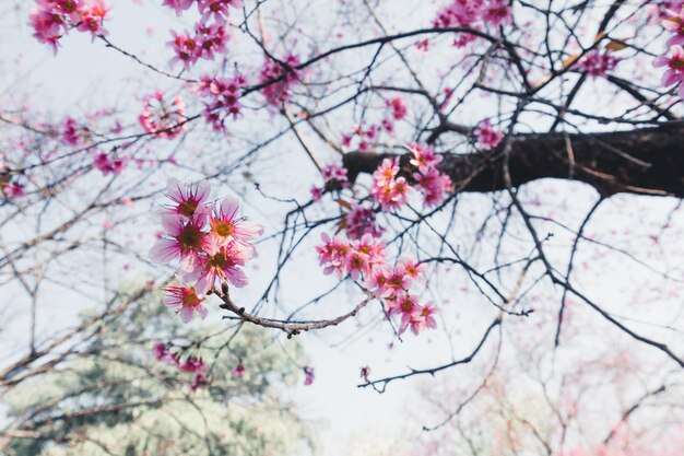 Wild Himalayan Cherry 