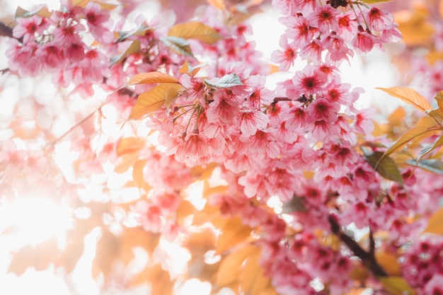 野生のヒマラヤ桜