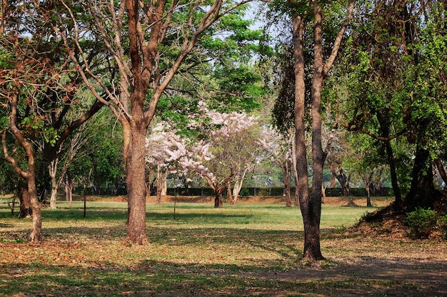Wild Himalayan Sour Cherry Blossom or Prunus cerasoides flower in Prasat Muang Tam Stone Sanctuary for thai people and foreign travelers travel visit at Muangtam Historical park in Buri Ram Thailand