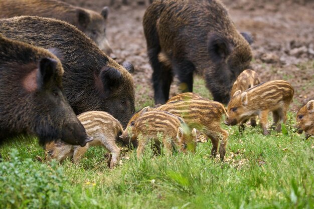 Wild hogs, sow and piglets rooting for food