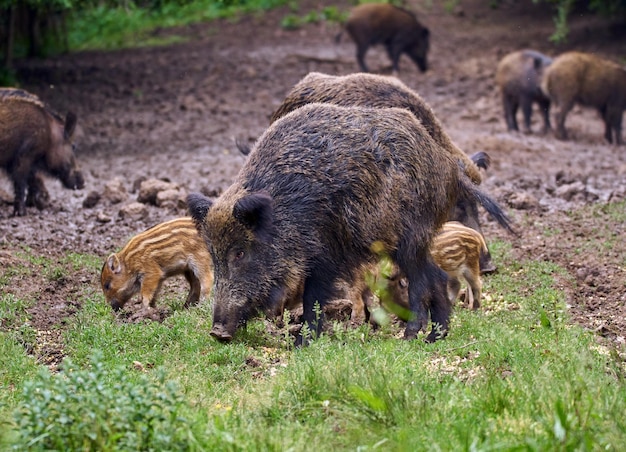 Wild hogs, sow and piglets rooting for food