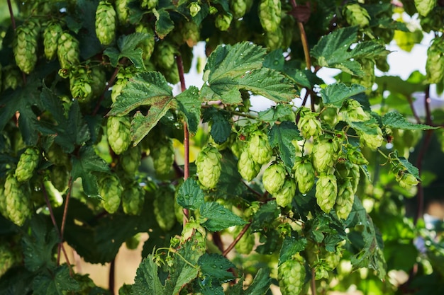 Wild hop vines branches with a harvest of mature cones closeup idea for background or advertising