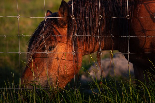 草を食べる野生の馬