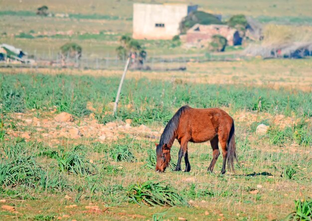 Wild horse eating in a green field