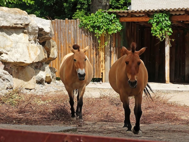 野生馬 Equus przewalskii caballus Equus ferus przewalskii