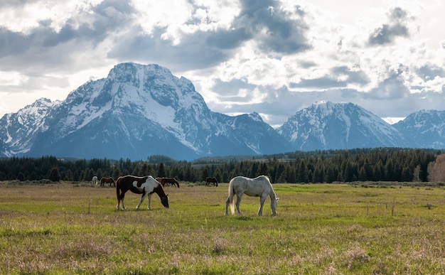 Wild horse on a green grass field with american mountain landscape in background