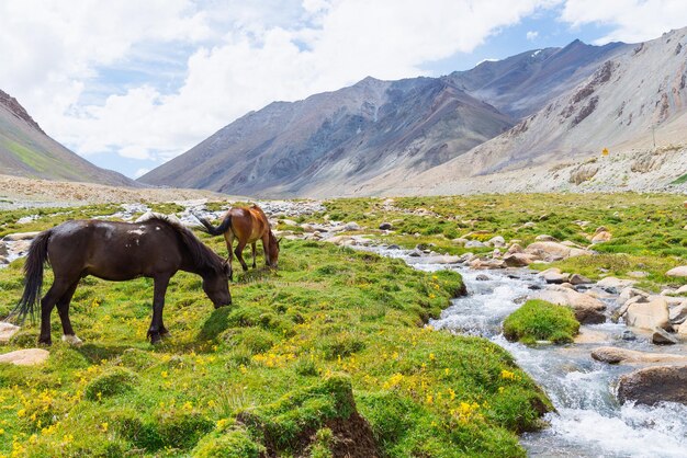 Wild horse in a green meadow and moutain background