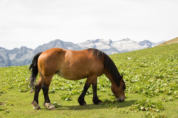 A wild horse in the mountains grazing alone