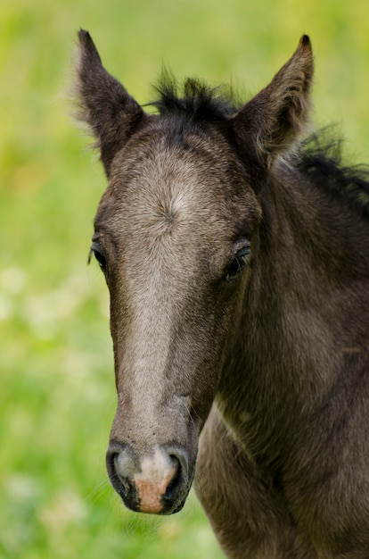 野生の馬