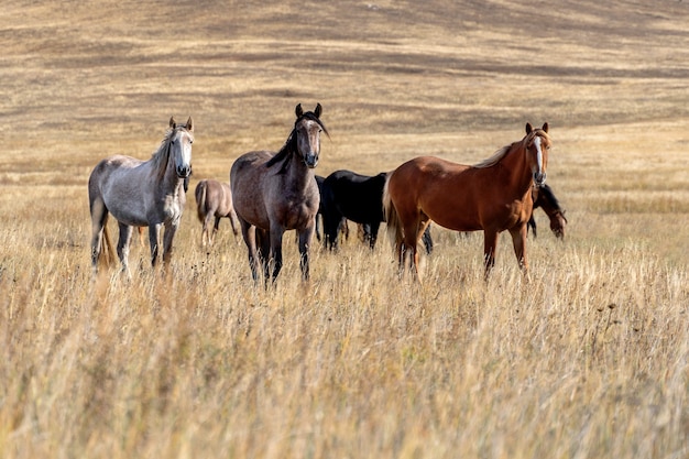 Photo wild horses in dried steppe