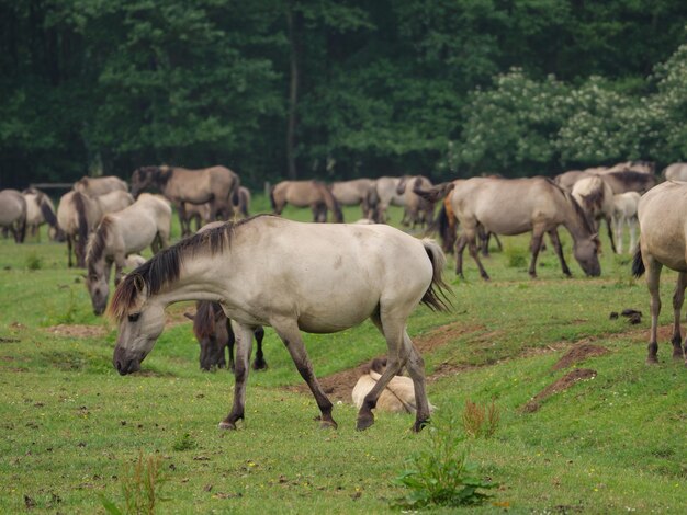 Photo wild horses in germany