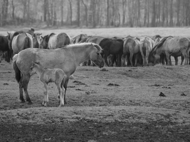 wild horses in germany