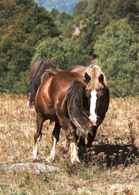 写真 茂みの中で草をかすめる野生の馬