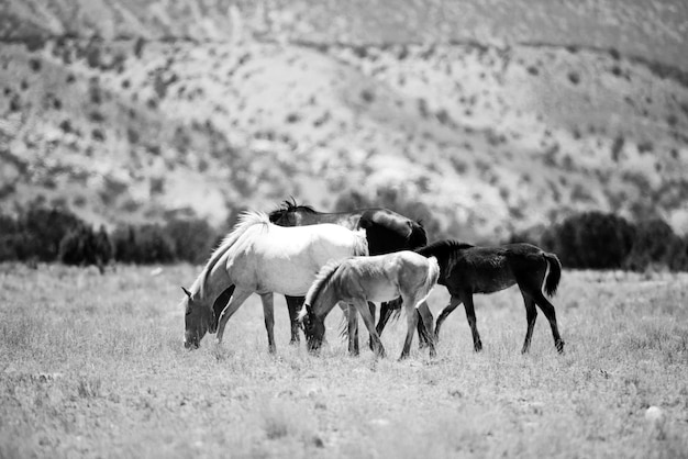 The wild horses a herd of horses in the mountains