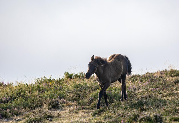 Wild horses on the mountain with mist and sun