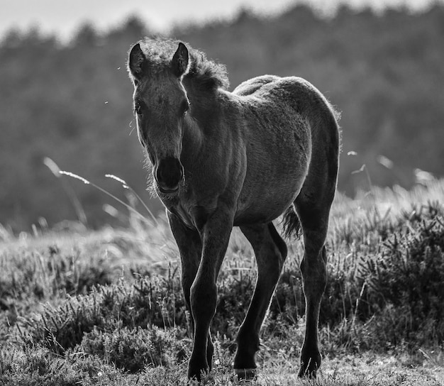 Wild horses on the mountain with mist and sun