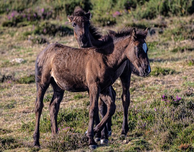 霧と太陽のある山の野生の馬