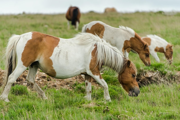 Wild horses on steps