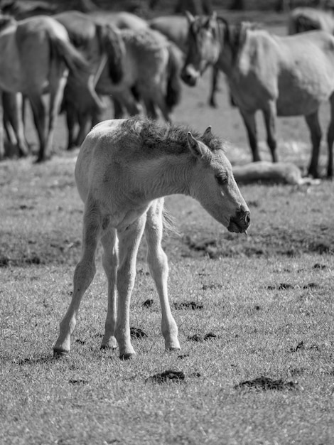 wild horses