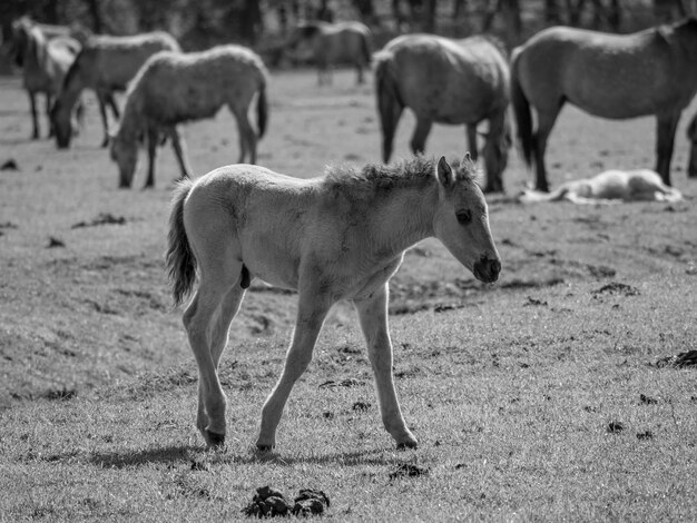 wild horses