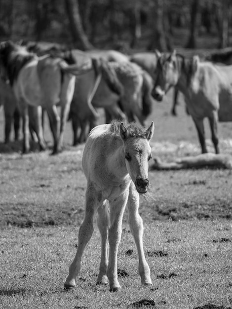 wild horses