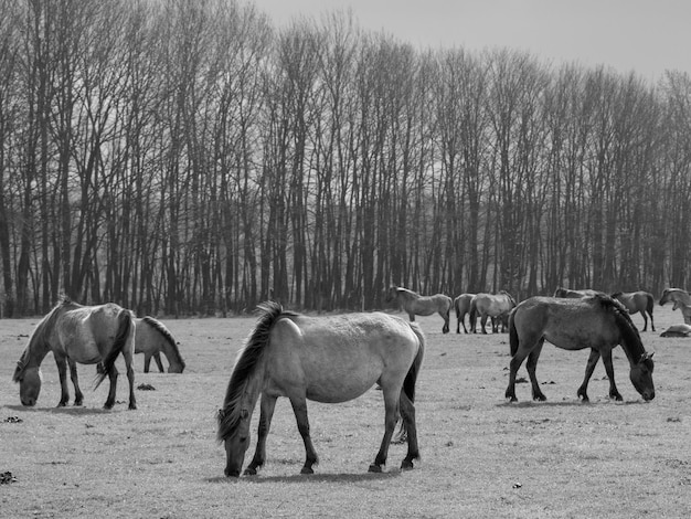 wild horses