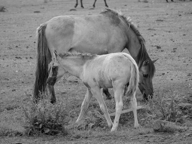 Photo wild horses